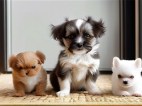 宠物会员5个开头避坑新手必看！如何避免成为宠物会员的小白鼠